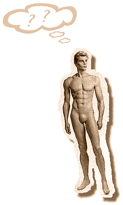 C a p a s a n t e r i o r e s