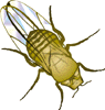 eyeless_thumb.gif (5092 bytes)